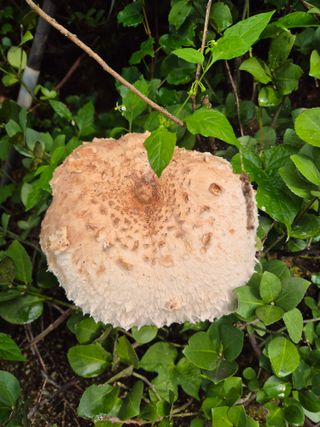 담디농원님의 자유주제 · 자유게시판 작성글 사진