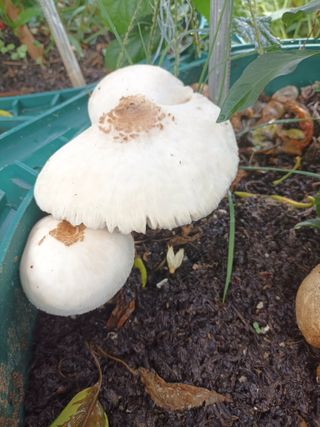 꽃봉산님의 농사, 무엇이든 물어보세요! · 참여글 작성글 사진