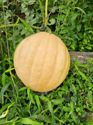 연모 자연의행복님의 자유주제 · 자유게시판 작성글 사진