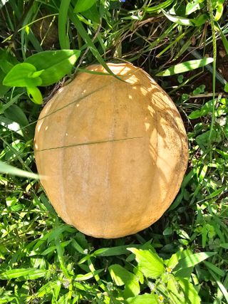 연모 자연의행복님의 자유주제 · 자유게시판 작성글 사진