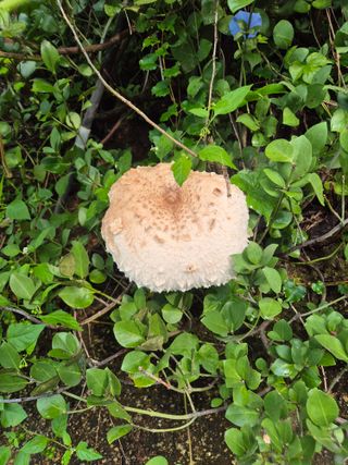 담디농원님의 자유주제 · 자유게시판 작성글 사진