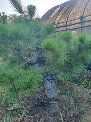 작은소나무님의 자유주제 · 자유게시판 작성글 사진