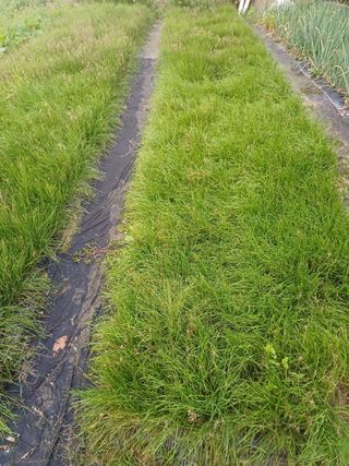 삼성농산님의 작성글 사진