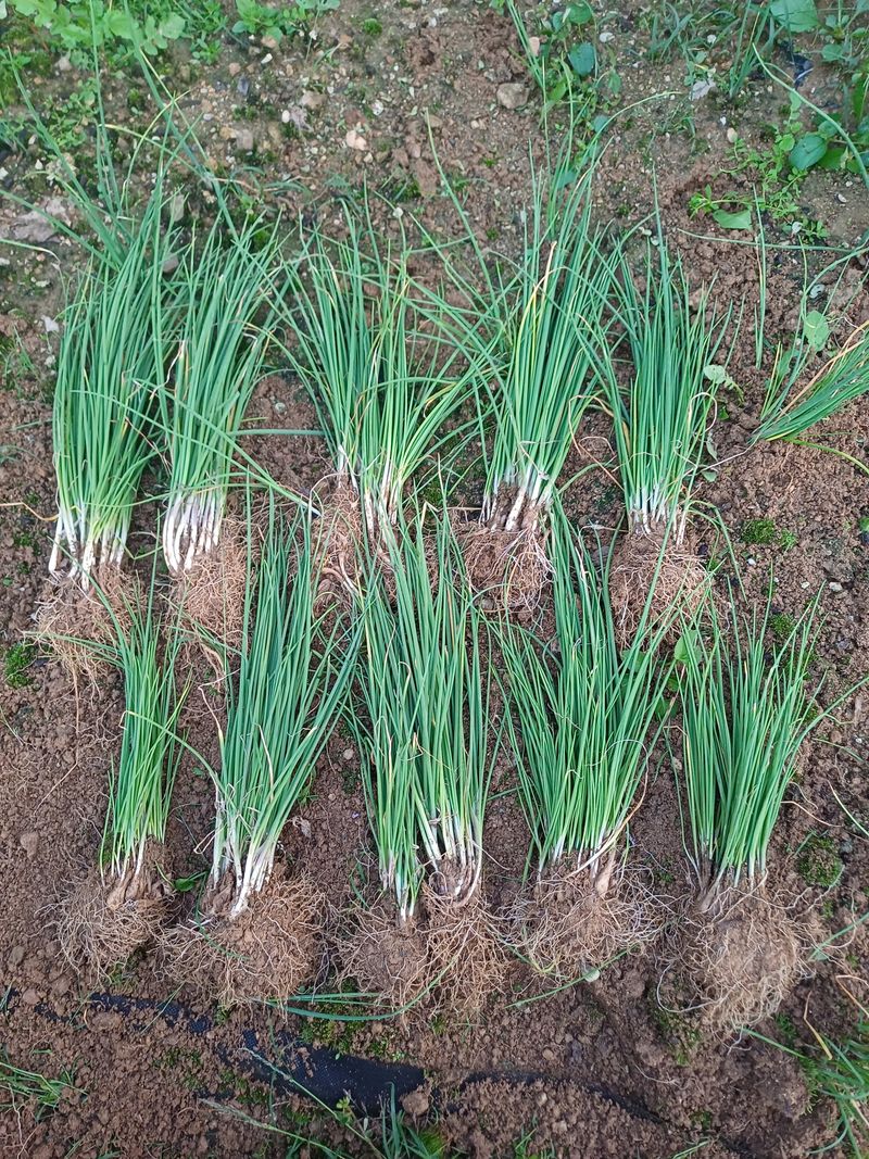 삼성농산님의 장터 판매 상품 [영양부추.달래파10무더기 1만원] 첨부 사진