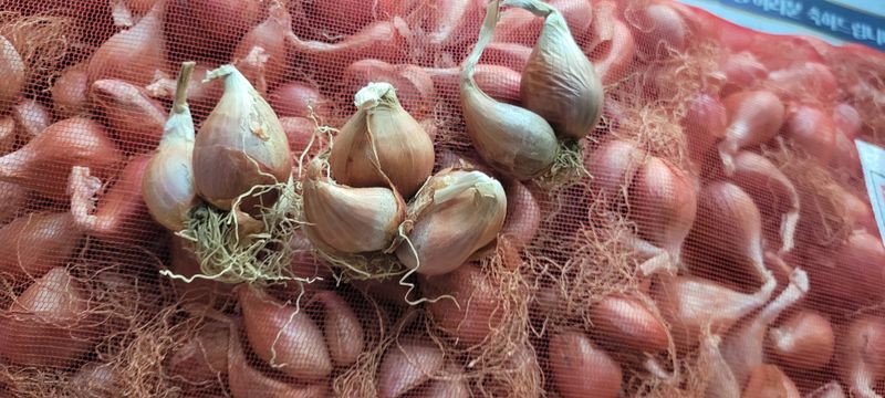 살구15128님의 장터 판매 상품 [쪽 파] 첨부 사진