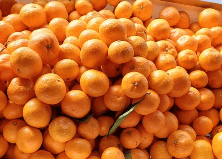 스피드번님의 장터 판매 상품 [노지감귤] 첨부 사진