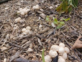 금동이네님의 자유주제 · 자유게시판 작성글 사진