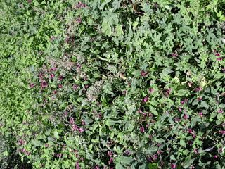 김민수산에서농사중님의 자유주제 · 자유게시판 작성글 사진