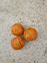 팜모닝 농사, 무엇이든 물어보세요!·참여글 게시글 이미지