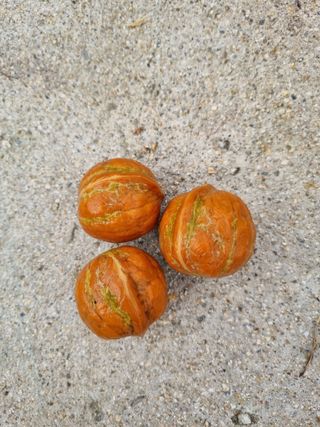 겨울님의 농사, 무엇이든 물어보세요! · 참여글 작성글 사진