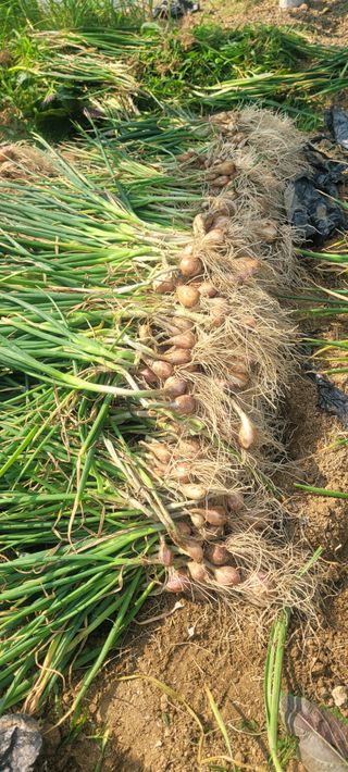 살구15128님의 작성글 사진