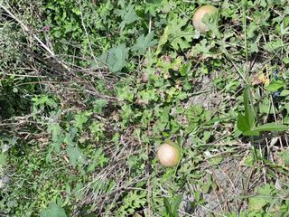 김민수산에서농사중님의 자유주제 · 자유게시판 작성글 사진