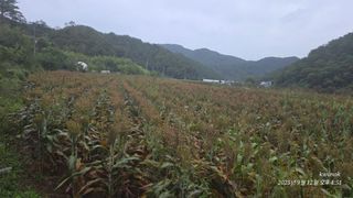 정권옥님의 자유주제 · 자유게시판 작성글 사진