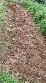 팜모닝 자유주제·자유게시판 게시글 이미지