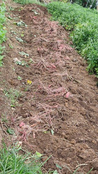 텃밭농부님의 자유주제 · 자유게시판 작성글 사진