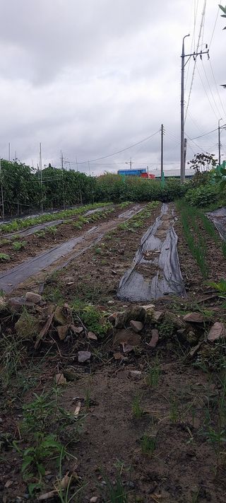 주말 텃밭 농부님의 자유주제 · 자유게시판 작성글 사진