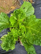 팜모닝 자유주제·자유게시판 게시글 이미지