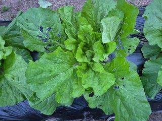 박덕환님의 자유주제 · 자유게시판 작성글 사진