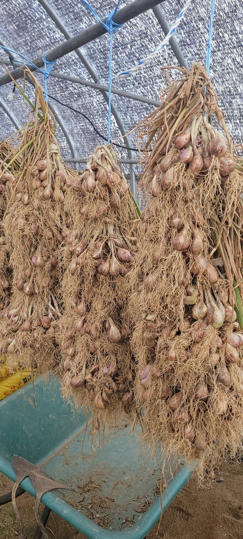 장터 상품 [쪽 파] 썸네일