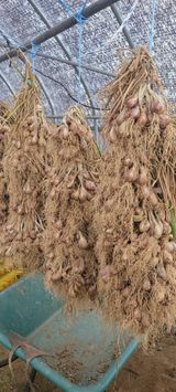 팜모닝 · 게시글 이미지