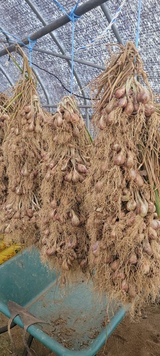 살구15128님의 작성글 사진