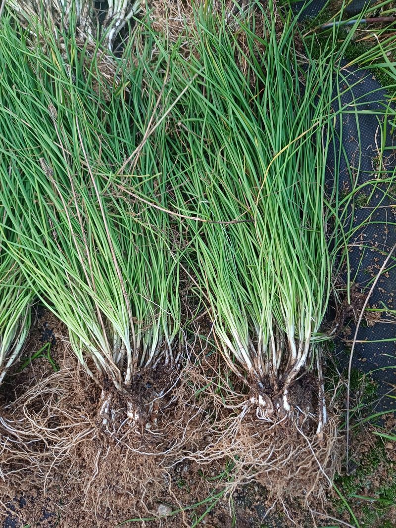 장터 상품 [영양부추.달래파10무더기 1만원] 썸네일