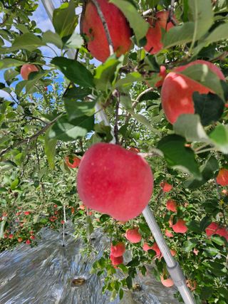 또바기사과(이훈희)님의 작성글 사진