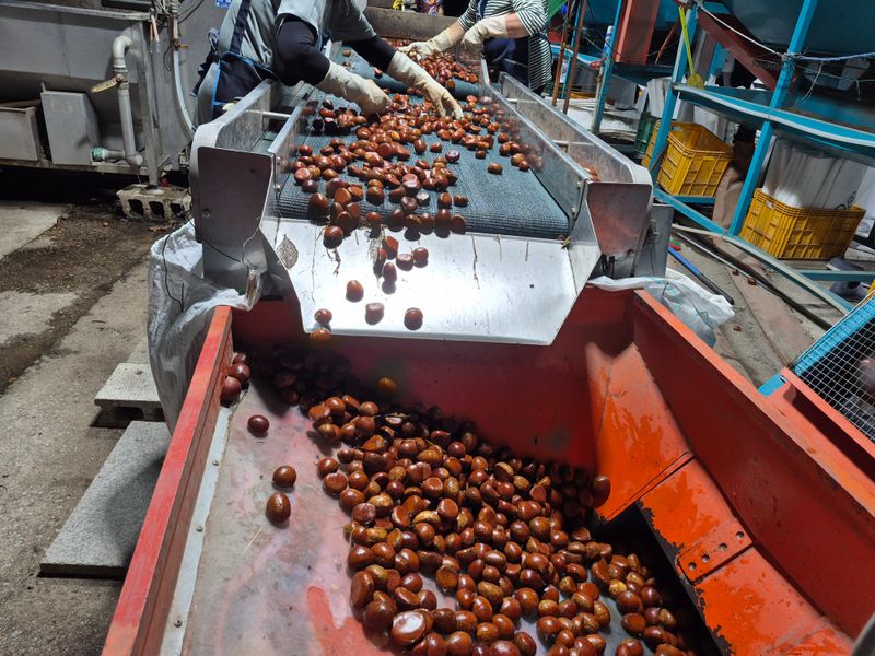 독고다이님의 장터 판매 상품 [햇밤] 첨부 사진