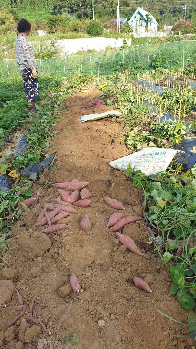 늘푸른반송님의 장터 판매 상품 [꿀.호박고구마 10kg(판매완료)] 첨부 사진