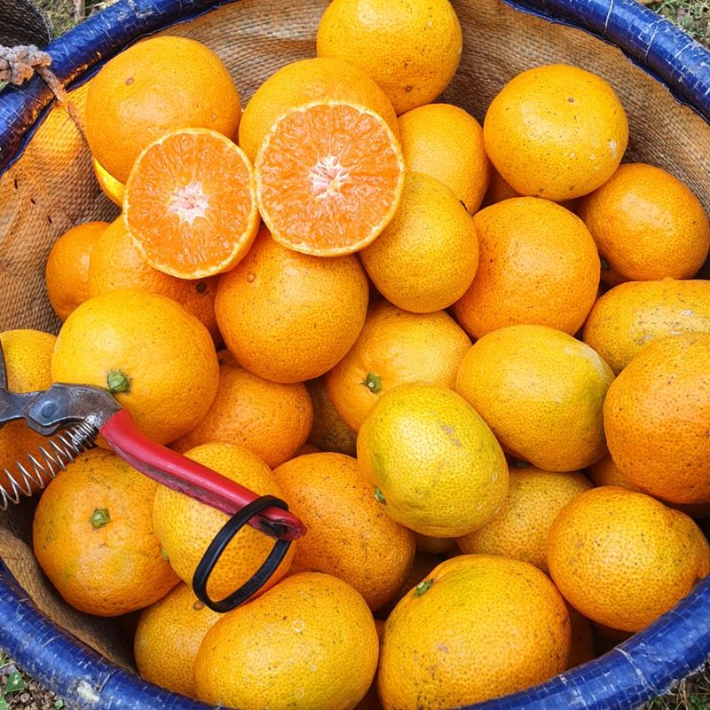 장터 상품 [노지감귤] 썸네일