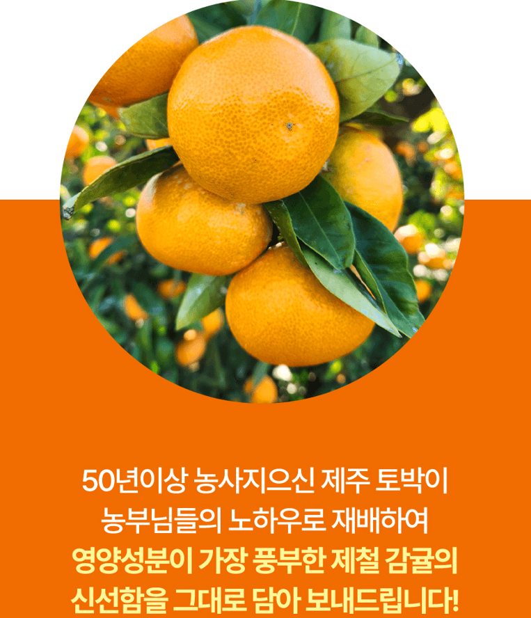 스피드번님의 장터 판매 상품 [노지감귤] 첨부 사진