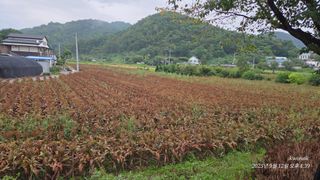정권옥님의 자유주제 · 자유게시판 작성글 사진