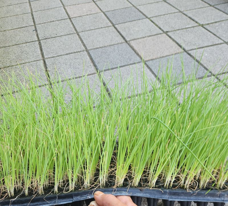 장터 상품 [대파모종 약 70개] 썸네일