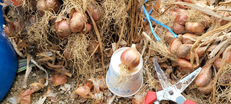살구15128님의 장터 판매 상품 [쪽 파] 첨부 사진
