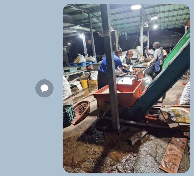 독고다이님의 장터 판매 상품 [햇밤] 첨부 사진