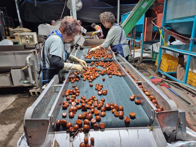 독고다이님의 장터 판매 상품 [햇밤] 첨부 사진