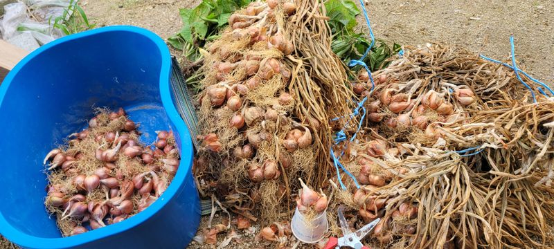 살구15128님의 장터 판매 상품 [쪽 파] 첨부 사진