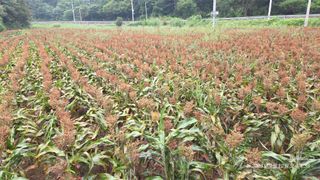 정권옥님의 자유주제 · 자유게시판 작성글 사진