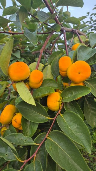 복주농장님의 자유주제 · 자유게시판 작성글 사진