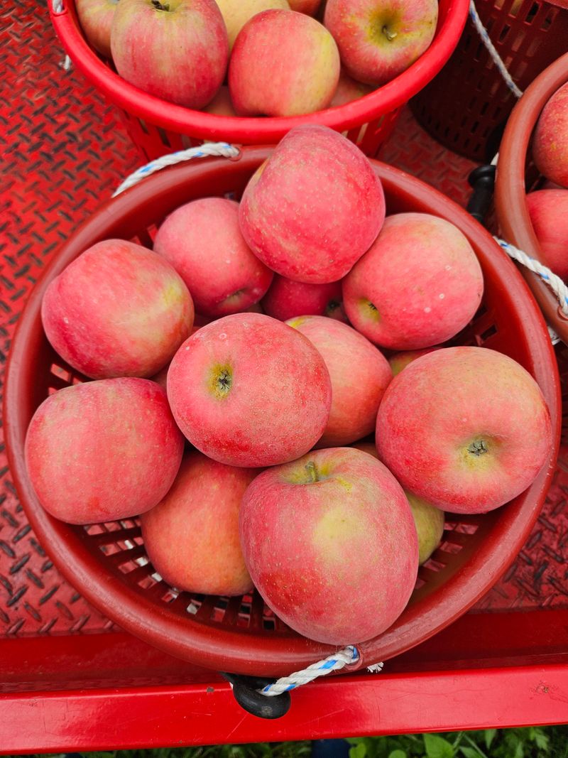 또바기사과(이훈희)님의 장터 판매 상품 [못난이 9kg] 첨부 사진