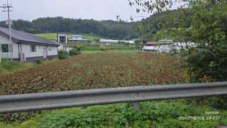 정권옥님의 자유주제 · 자유게시판 작성글 사진