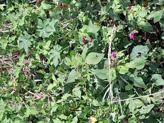 김민수산에서농사중님의 자유주제 · 자유게시판 작성글 사진