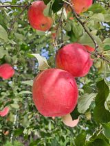 팜모닝 · 게시글 이미지