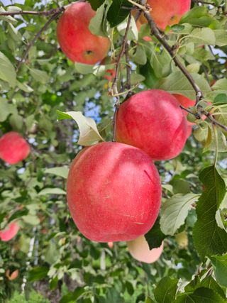 또바기사과(이훈희)님의 작성글 사진