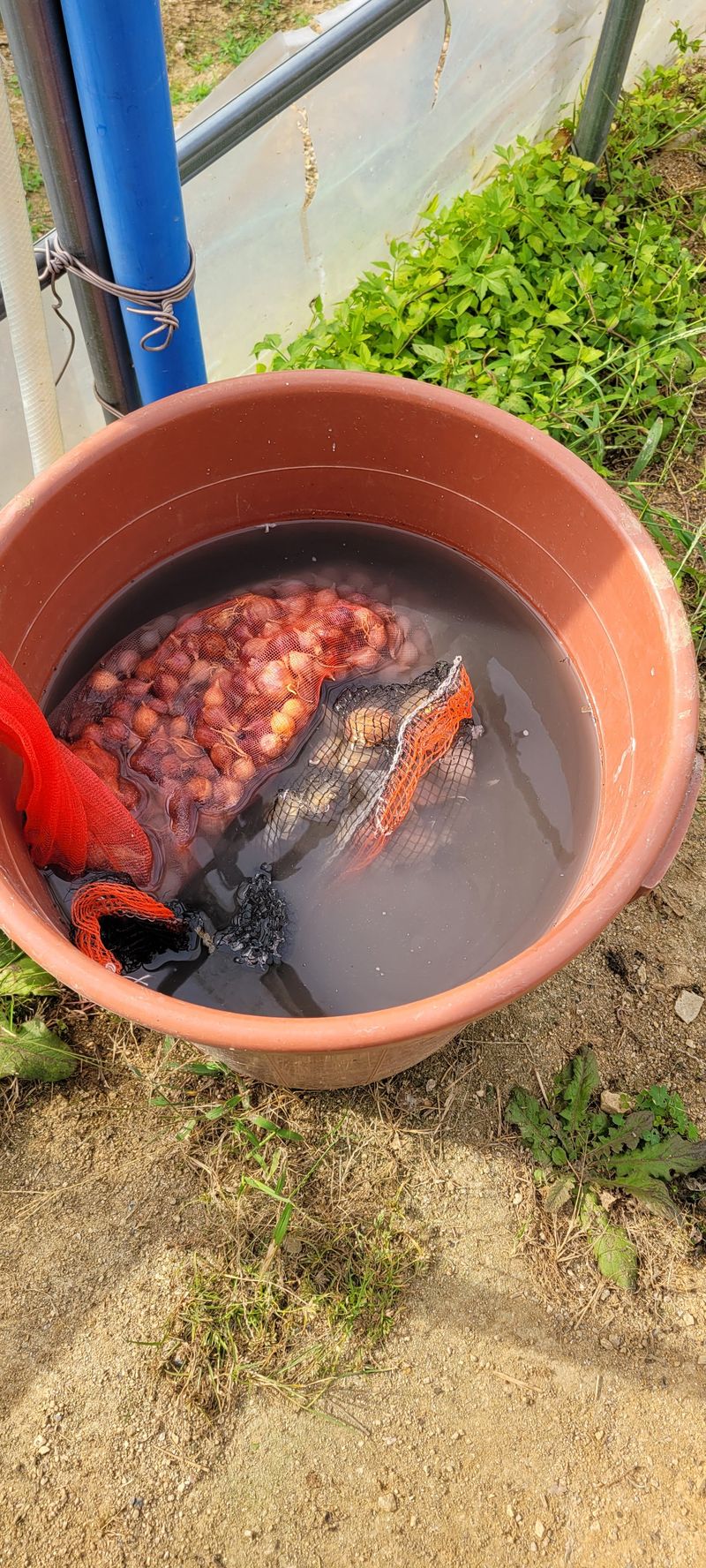 살구15128님의 장터 판매 상품 [쪽 파] 첨부 사진