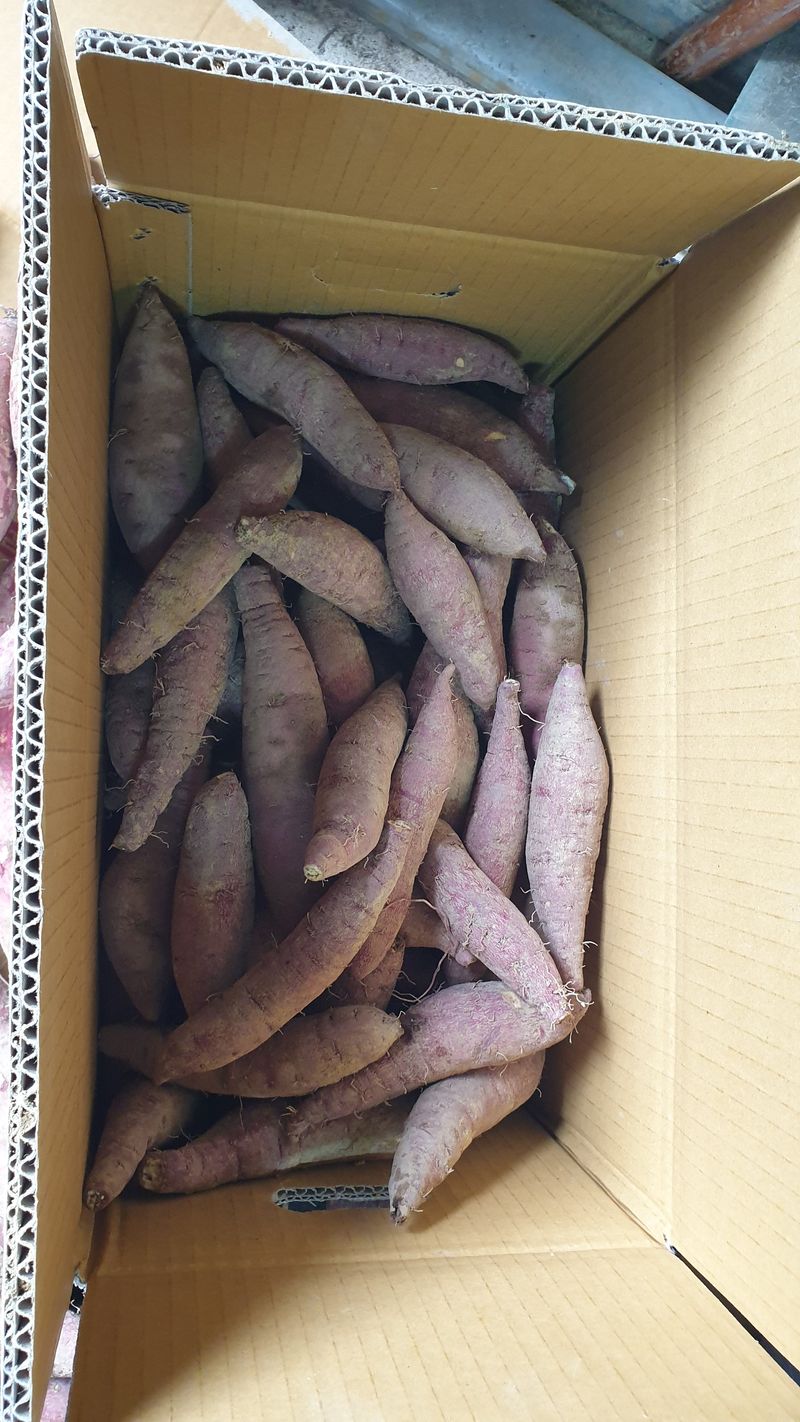 늘푸른반송님의 장터 판매 상품 [꿀.호박고구마 10kg(판매완료)] 첨부 사진