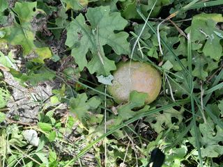 김민수산에서농사중님의 자유주제 · 자유게시판 작성글 사진