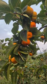 팜모닝 자유주제·자유게시판 게시글 이미지