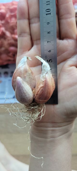 살구15128님의 작성글 사진