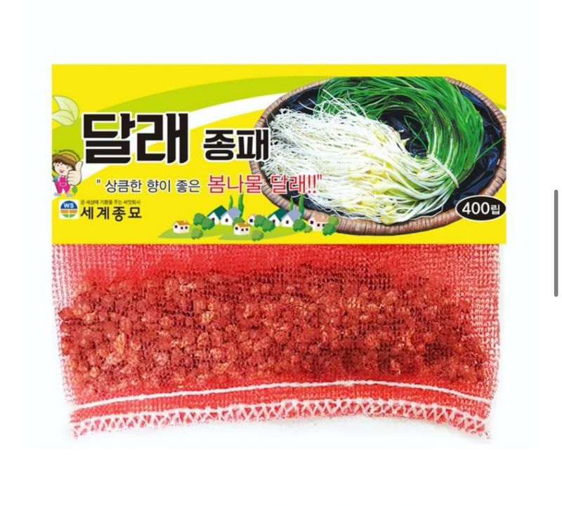 주주씨앗님의 장터 판매 상품 [달래종패 400립 달래씨앗 달래씨 달래종자] 첨부 사진